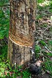TANZANIA - Pemba Island - Lattice ricavato da albero della gomma - 3
